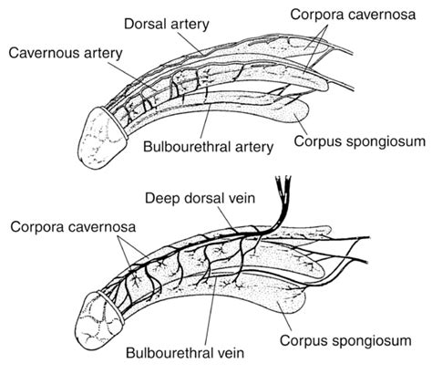 pictures of a dick|Category : Anatomy of the human penis